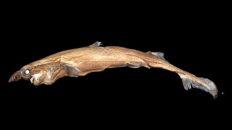 Etmopterus lailae. Image: Courtesy of Florida Atlantic University